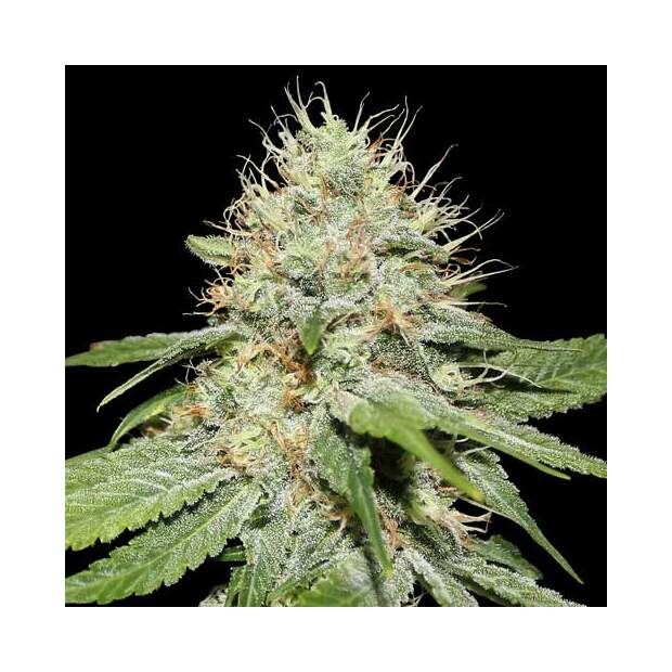 Spliff Seeds Sweet´n Sour Indoor 5 Stk feminisiert