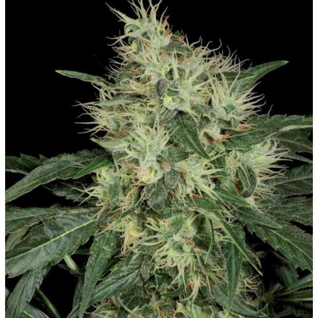 T.H. Seeds Rambo 10 Stk regular