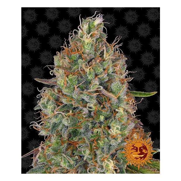 Barneys Farm Sweet Tooth Auto 5 Stk feminisiert