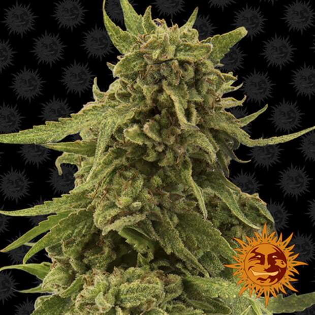 Barneys Farm CBD Critical Cure 5 Stk feminisiert