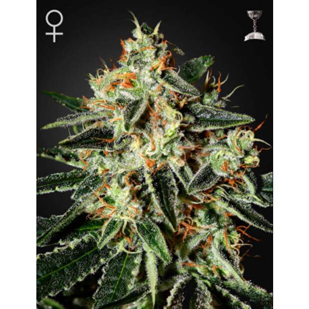 Green House Seeds GH Cheese 3 pcs feminised