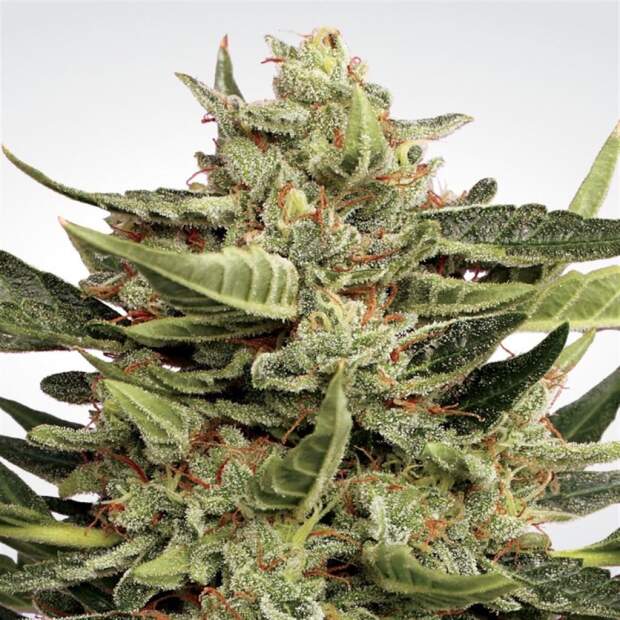 Paradise Seeds Vertigo Auto 3 pcs feminised