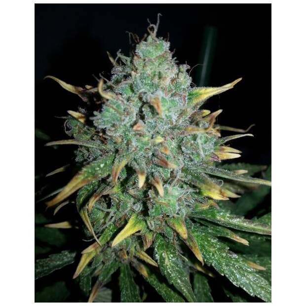 Female Seeds Auto White Widow x Big Bud 10 Stk feminisiert