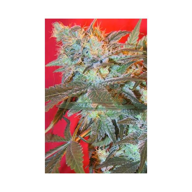 Female Seeds ICED Widow 10 Stk feminisiert