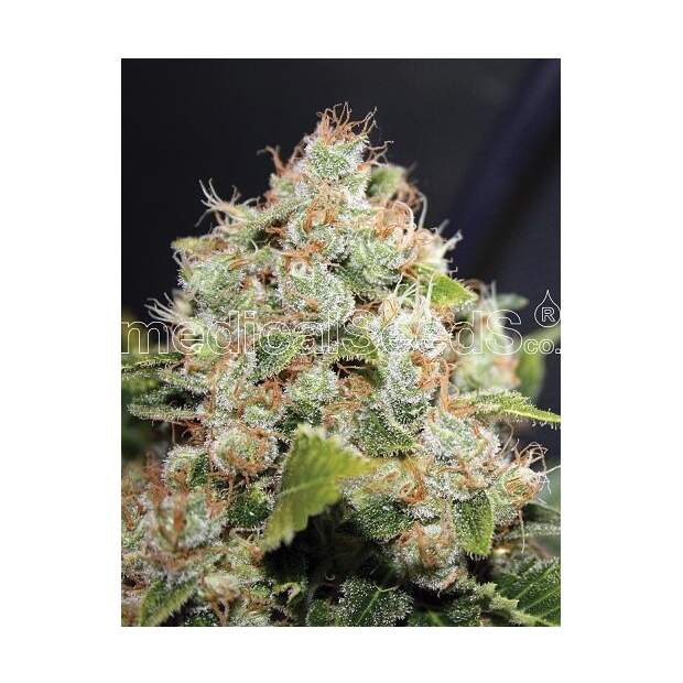 Medical Seeds Sour Diesel 10 Stk feminisiert