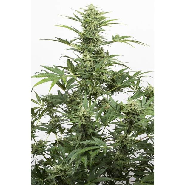 Dinafem Industrial Plant Auto CBD