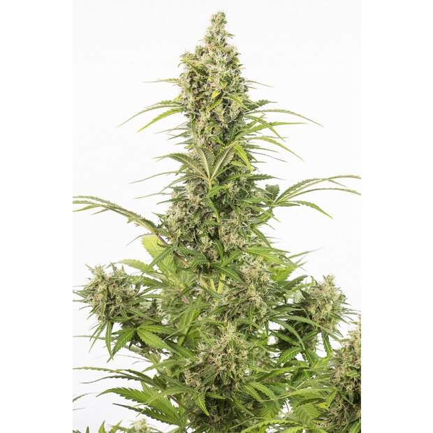 Dinafem White Widow Auto 10 Stk feminisiert