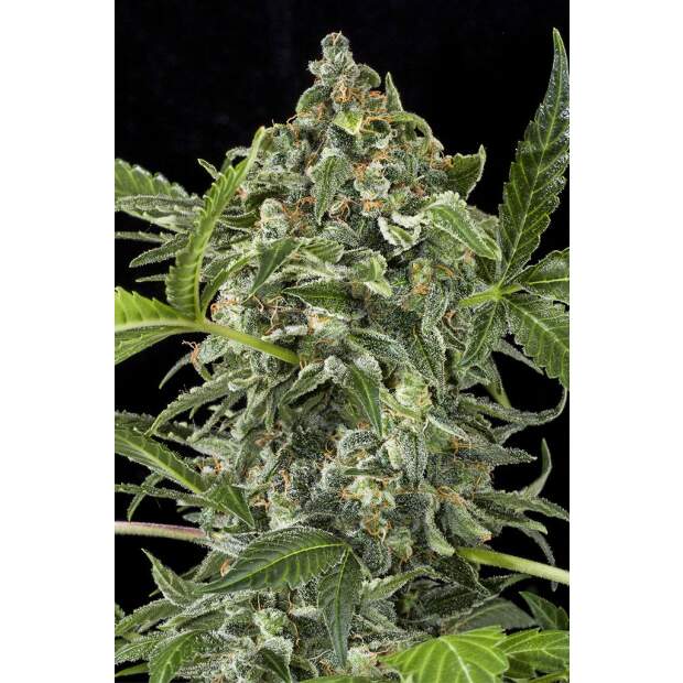 Dinafem White Cheese Auto 5 Stk feminisiert