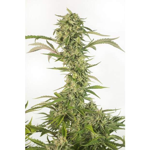 Dinafem OG Kush Auto CBD 5 Stk feminisiert