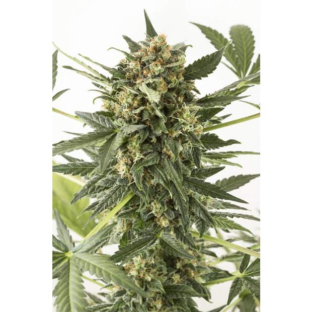 Dinafem Kush-N-Cheese Auto 3 Stk feminisiert