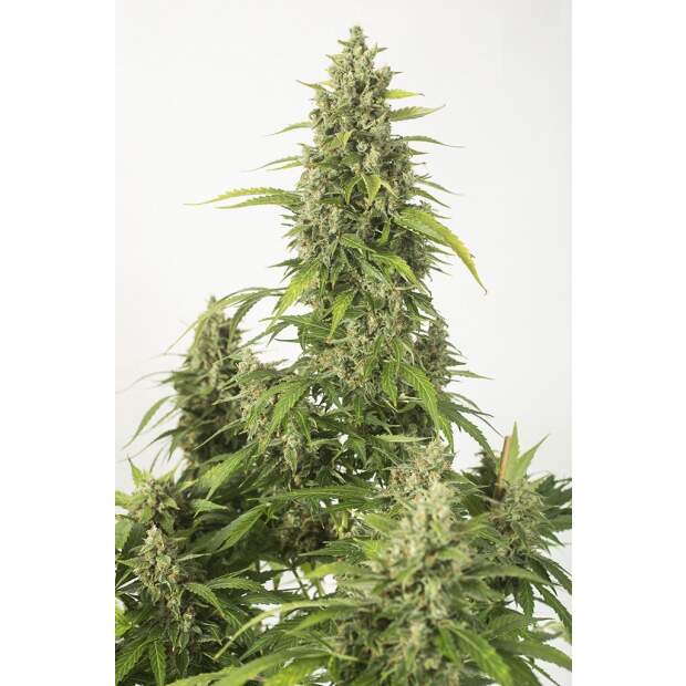 Dinafem Haze XXL Auto 3 Stk feminisiert