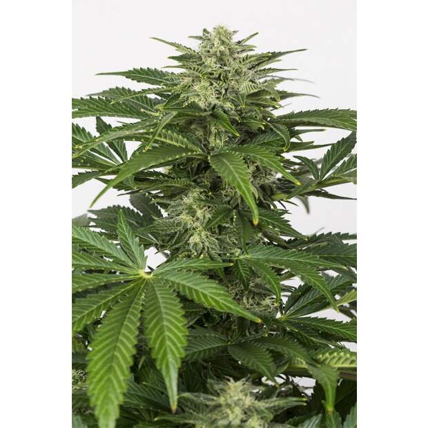 Dinafem Haze Auto CBD 5 Stk feminisiert