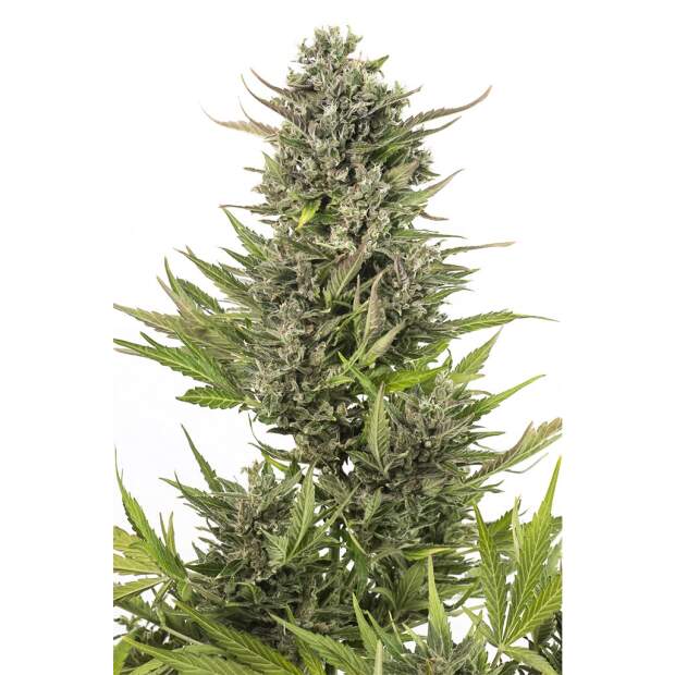 Dinafem Critical+ Auto CBD 5 Stk feminisiert