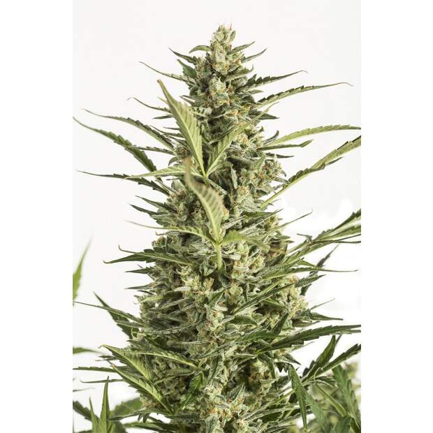 Dinafem Critical Jack Auto 5 Stk feminisiert