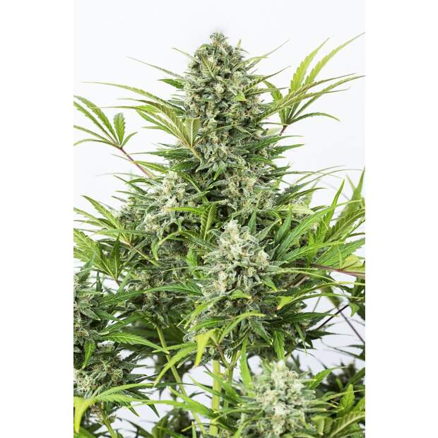 Dinafem Critical Cheese Auto 3 Stk feminisiert