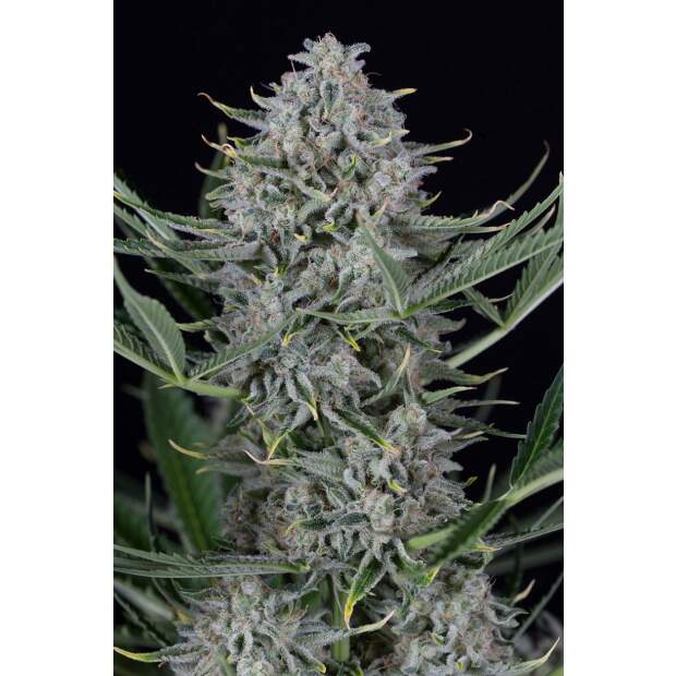 Dinafem Cookies Auto 5 Stk feminisiert