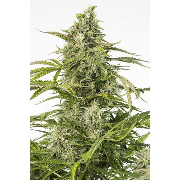 Dinafem Cheese Auto CBD 10 Stk feminisiert