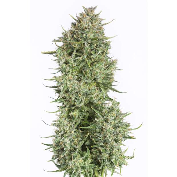 Dinafem Blue Kush Auto 3 Stk feminisiert