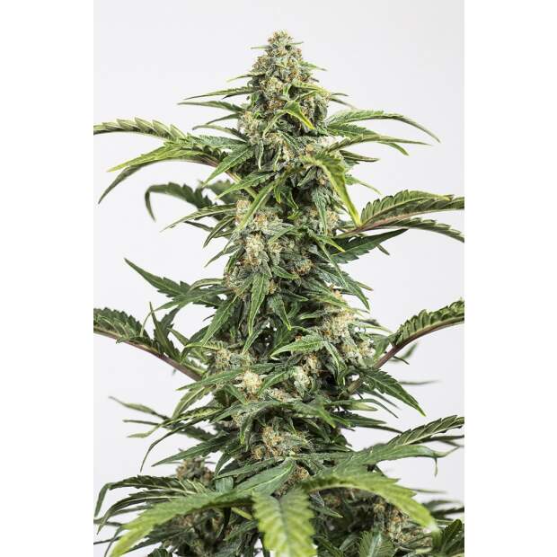 Dinafem Dinamed Auto CBD 10 Stk feminisiert