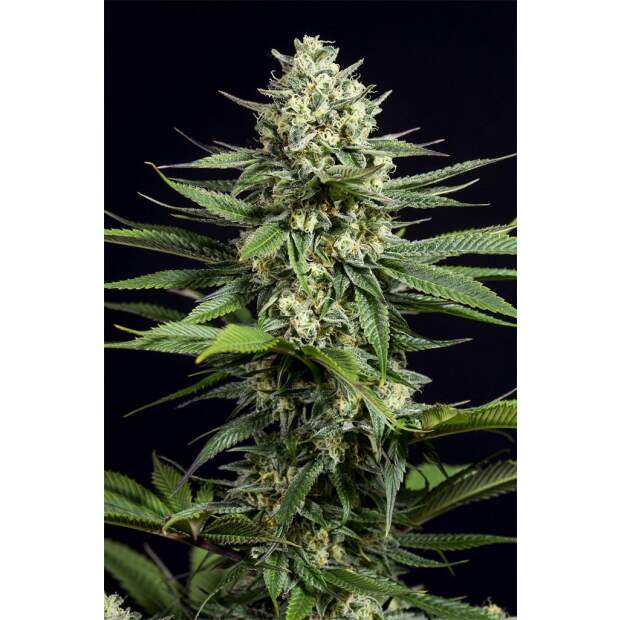 Dinafem OG Kush CBD 10 Stk feminisiert