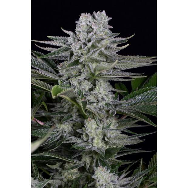 Dinafem Gorilla CBD 5 Stk feminisiert