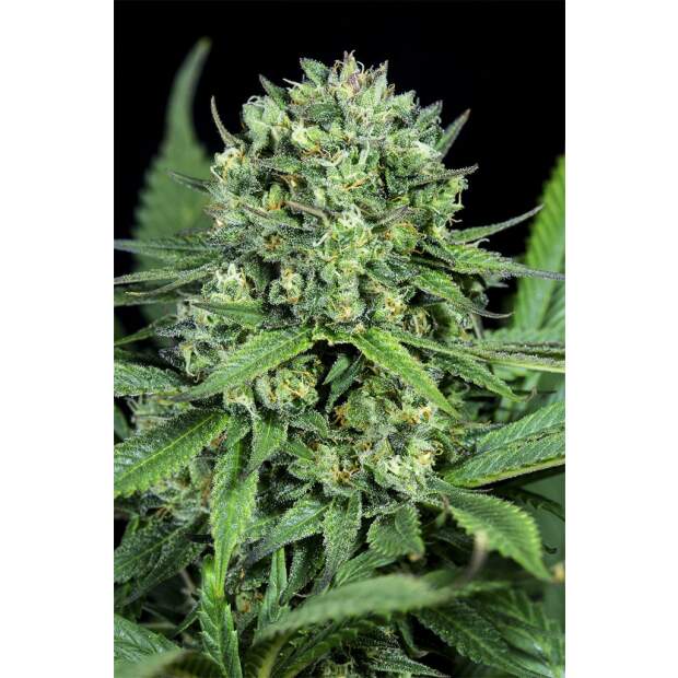 Dinafem Cheese CBD 3 Stk feminisiert