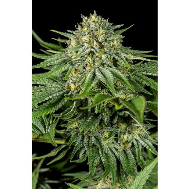 Dinafem Bubba Kush CBD 3 Stk feminisiert