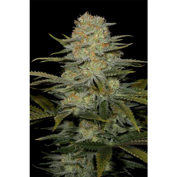 Dinafem Amnesia CBD 10 Stk feminisiert