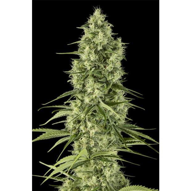 Dinafem Santa Sativa