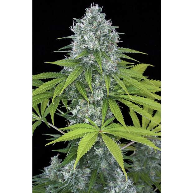 Dinafem Power Kush 10 Stk feminisiert