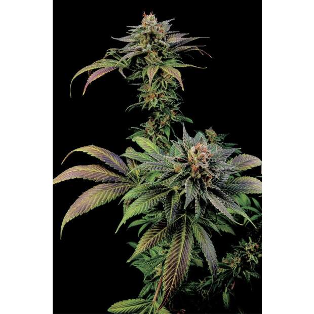 Dinafem Blue Widow 10 Stk feminisiert