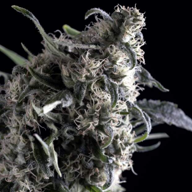 Trikoma Seeds Al Tiro Auto