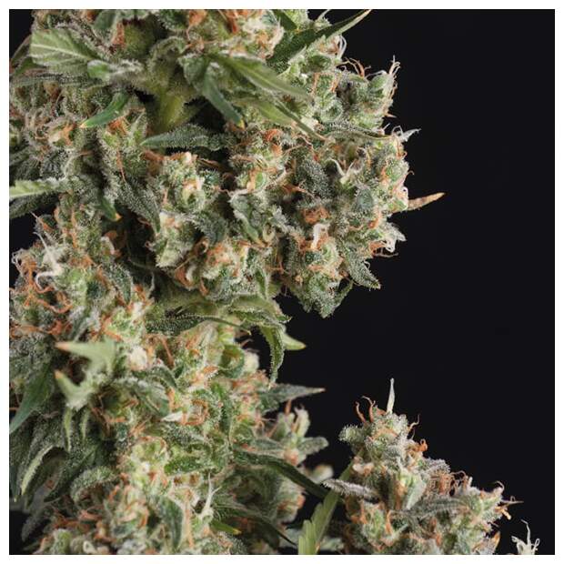 Trikoma Seeds AK-74 Auto 100 pcs feminised