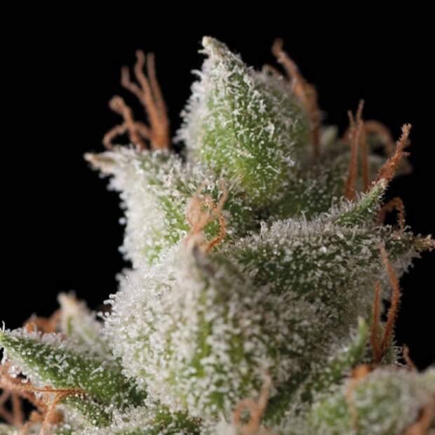 Trikoma Seeds White Widow Auto 100 Stk feminisiert