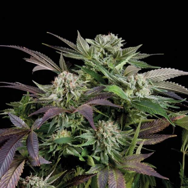 Trikoma Seeds Blueberry Auto 100 pcs feminised