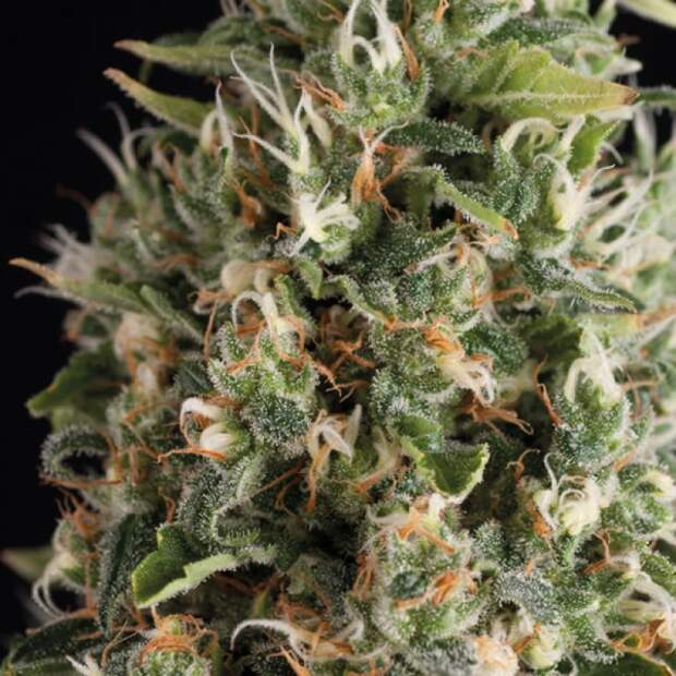 Trikoma Seeds Wendy Auto 5 Stk feminisiert