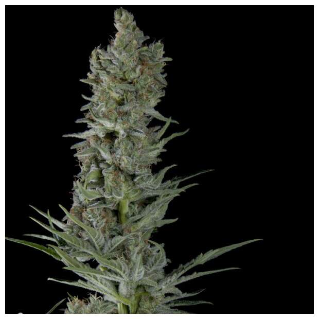 Trikoma Seeds Critical Plus Auto 100 Stk feminisiert