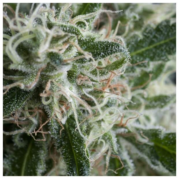 Trikoma Seeds Jack Herer Auto 100 Stk feminisiert