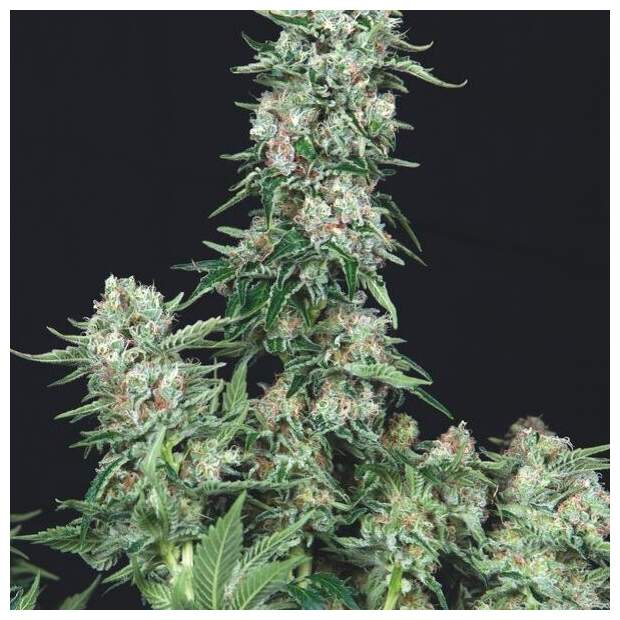 Trikoma Seeds American Cookies