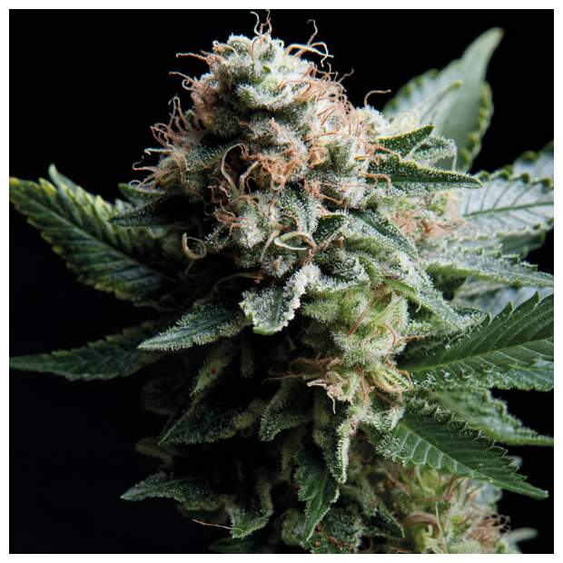 Trikoma Seeds White Widow 100 pcs feminised