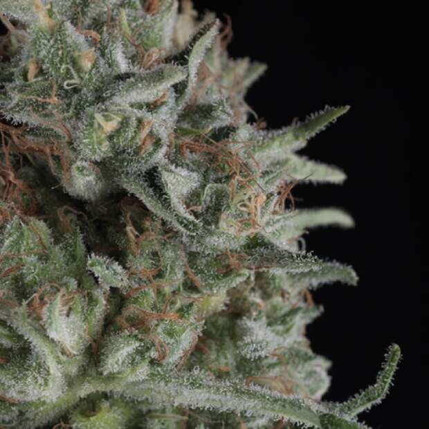 Trikoma Seeds Critical Plus 100 Stk feminisiert