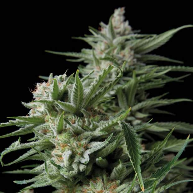 Trikoma Seeds Sweet Madness 5 Stk feminisiert