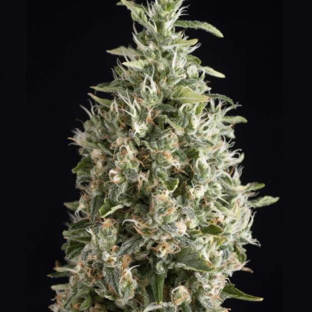 Trikoma Seeds Malquerida 100 Stk feminisiert