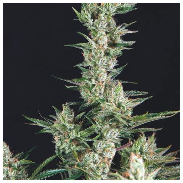 Trikoma Seeds OG Confidential 5 pcs feminised