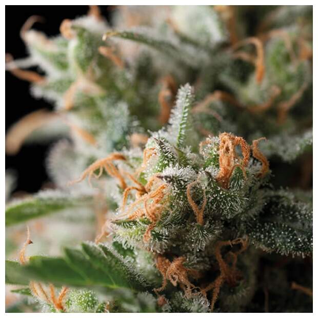 Trikoma Seeds Jack Herer 5 pcs feminised