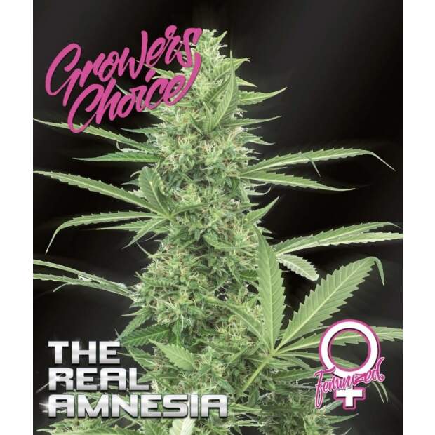 Growers Choice The Real Amnesia Auto