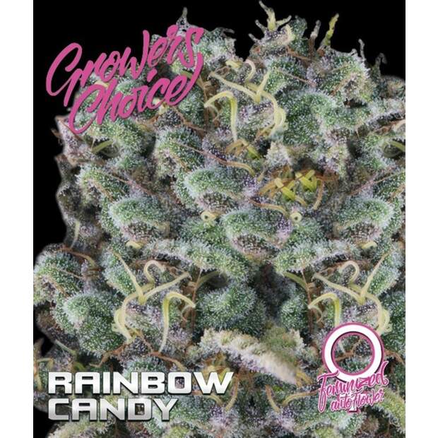 Growers Choice Rainbow Candy Auto