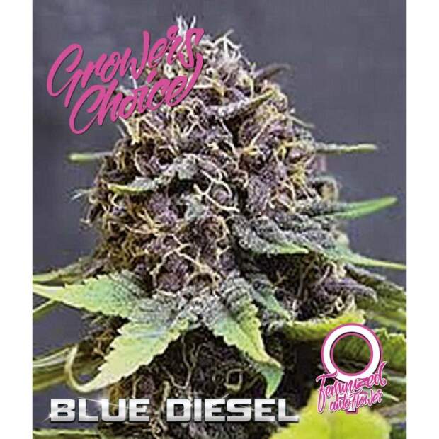 Growers Choice Blue Diesel Auto 5 Stk feminisiert