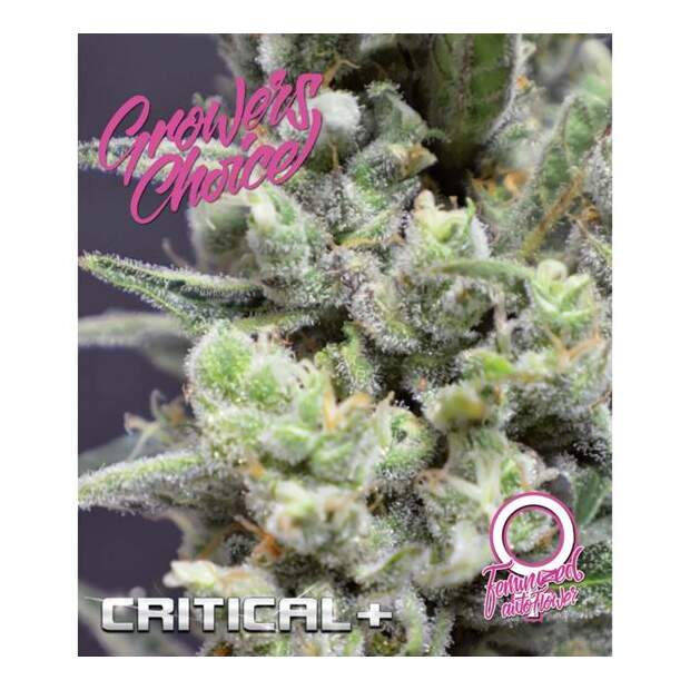 Growers Choice Critical+ Auto 3 Stk feminisiert