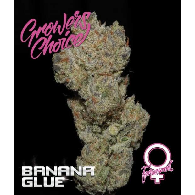 Growers Choice Banana Glue 3 pcs feminised